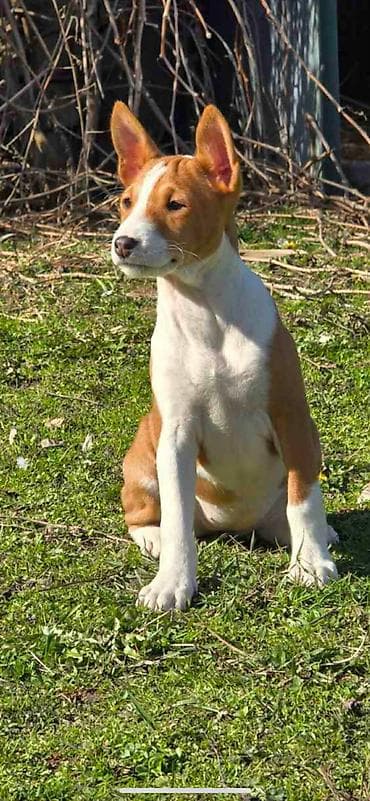 Prelepi štenci rase Basenji Na prodaju prelepi štenci rase Basenji – at lalafo.rs — 4 Prelepi štenci rase Basenji Na prodaju prelepi štenci rase Basenji – — 4