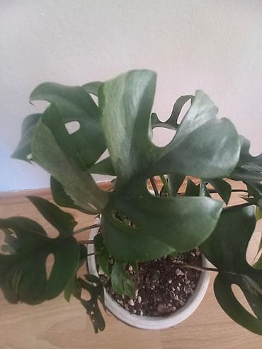 Na prodaju monstera tetrasperma minima variegeta i adansoni mint cena na lalafo.rs — 5 Na prodaju monstera tetrasperma minima variegeta i adansoni mint cena — 5