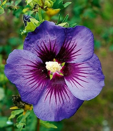 Seme ukrasnih cvetnica – izbor sorti za bašte i žardinjere - na lalafo.rs — 2 Seme ukrasnih cvetnica – izbor sorti za bašte i žardinjere - — 2