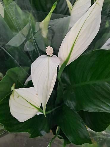 Yucca, Drvo Zivota, 70 centimetara sa prve slike je 1500, Spatifilum na lalafo.rs — 2 Yucca, Drvo Zivota, 70 centimetara sa prve slike je 1500, Spatifilum — 2