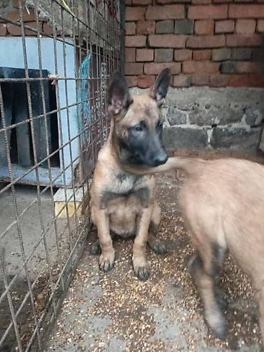 zenske original guess: Belgijski ovčar MALINOA štenci Na prodaju dva muška šteneta, stari 3 na lalafo.rs — 2 zenske original guess: Belgijski ovčar MALINOA štenci Na prodaju dva muška šteneta, stari 3 — 2