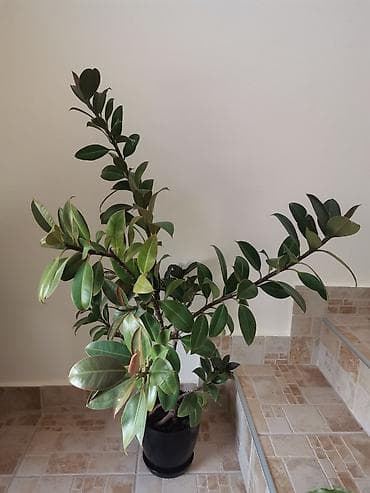 Fikus, visine oko 1m. Cena 5000 dinara at lalafo.rs — 3 Fikus, visine oko 1m. Cena 5000 dinara — 3