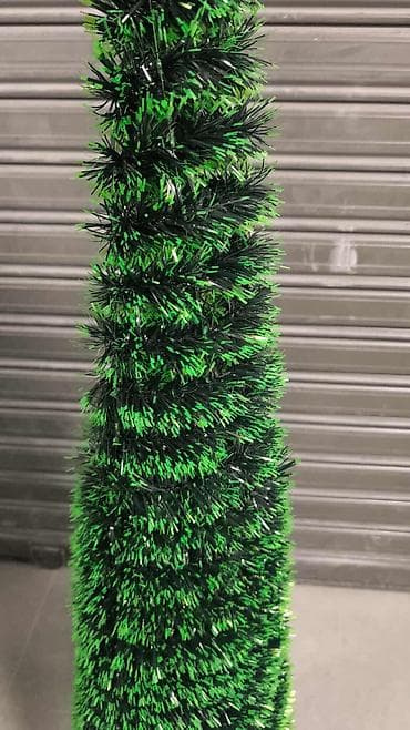 Kupasta jelka – više dimenzija Prodajem prelepe kupaste jelke na lalafo.rs — 2 Kupasta jelka – više dimenzija Prodajem prelepe kupaste jelke — 2