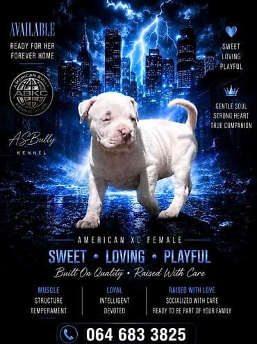 American bully štenci – vrhunski kvalitet Na prodaju tri prelepe ženke na lalafo.rs American bully štenci – vrhunski kvalitet Na prodaju tri prelepe ženke