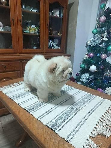 Na prodaju jedna devocica chow chow stara 50 dana, vakcinisana i at lalafo.rs — 7 Na prodaju jedna devocica chow chow stara 50 dana, vakcinisana i — 7