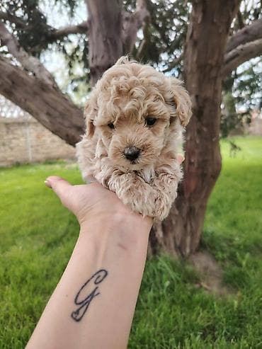 Maltipoo stenci spremni za preuzimanje, vakcinisani i cisceni od at lalafo.rs — 2 Maltipoo stenci spremni za preuzimanje, vakcinisani i cisceni od — 2
