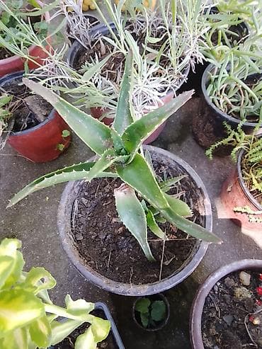 Aloja vera u saksiji - Vrsta: Aloe vera (sukulent) - U saksiji na lalafo.rs Aloja vera u saksiji - Vrsta: Aloe vera (sukulent) - U saksiji