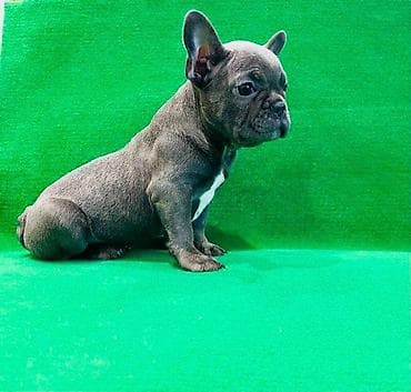 zenske broj: Zensko stene francuskog buldoga egzotične plave boje bez tigrine at lalafo.rs — 7 zenske broj: Zensko stene francuskog buldoga egzotične plave boje bez tigrine — 7