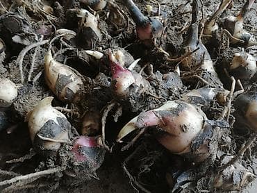 Seeds and seedlings: Prodajem lukovice kane, ožiljene. Sade se u plodno zemljište na at lalafo.rs — 4 Seeds and seedlings: Prodajem lukovice kane, ožiljene. Sade se u plodno zemljište na — 4