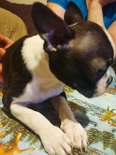 dve suknje po: Boston terijer dve devojčice I tri dečaka, traže novi dom, veoma at lalafo.rs — 2 dve suknje po: Boston terijer dve devojčice I tri dečaka, traže novi dom, veoma — 2