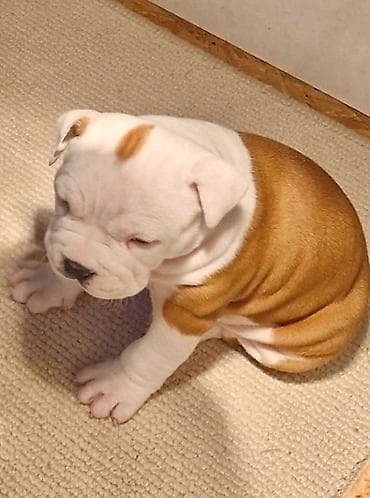 zenske broj: Američki stafordski terijer mužjak I ženka. DIAMOND LONG STEP NINA at lalafo.rs — 6 zenske broj: Američki stafordski terijer mužjak I ženka. DIAMOND LONG STEP NINA — 6