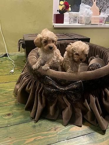 Toy pudle ekstra malog rasta Toy pudle ekstra malog rasta, stare na lalafo.rs Toy pudle ekstra malog rasta Toy pudle ekstra malog rasta, stare