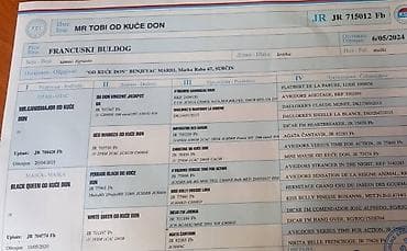 Francuski Buldog star godinu ipo dana Mladi sampion srbije Za ostale na lalafo.rs — 7 Francuski Buldog star godinu ipo dana Mladi sampion srbije Za ostale — 7