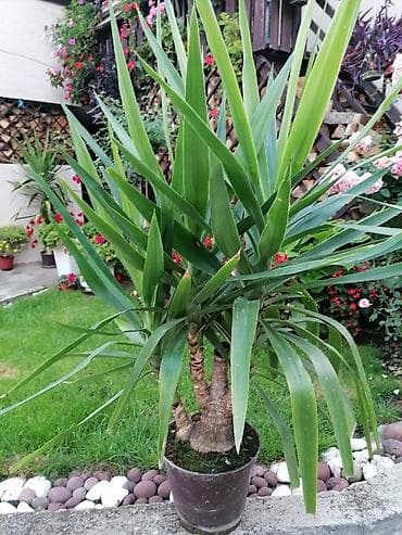Nameštaj: Drvo života -Yucca Elephantipes Visine 1-2 m Drvo Zivota-Yucca na lalafo.rs — 2 Nameštaj: Drvo života -Yucca Elephantipes Visine 1-2 m Drvo Zivota-Yucca — 2