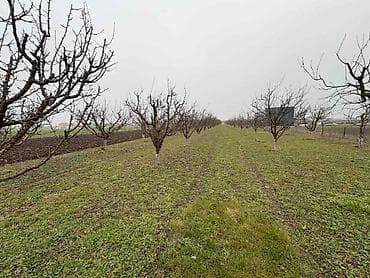 11000 ares, Vlasnik na lalafo.rs 11000 ares, Vlasnik