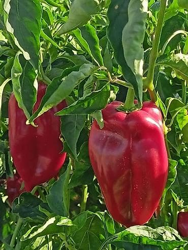 Нудим семе паприке ајваруше изузетног квалитета, погодне за све који na lalafo.rs — 5 Нудим семе паприке ајваруше изузетног квалитета, погодне за све који — 5