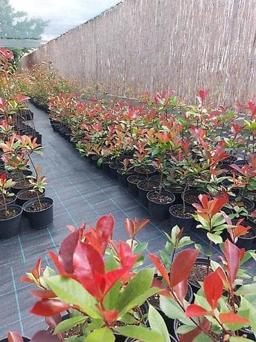 Fotinija red robin ziva ograda Cena vec od 300 din. Sadnica 50-70cm na lalafo.rs — 1 Fotinija red robin ziva ograda Cena vec od 300 din. Sadnica 50-70cm — 1