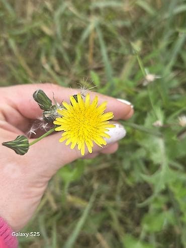 Ukrasni leptir šnala – roze - Dekorativni leptir u intenzivnoj roze na lalafo.rs Ukrasni leptir šnala – roze - Dekorativni leptir u intenzivnoj roze