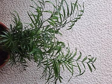 Sanseverije sa prve tri slike su 800, Orhideje sa cetvrte i pete su na lalafo.rs — 10 Sanseverije sa prve tri slike su 800, Orhideje sa cetvrte i pete su — 10