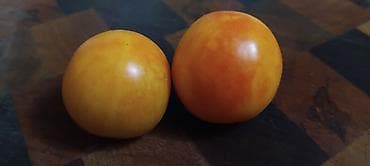 Seme domaćih sorti paradajza Opis: - Raznovrsne stare i egzotične na lalafo.rs — 2 Seme domaćih sorti paradajza Opis: - Raznovrsne stare i egzotične — 2