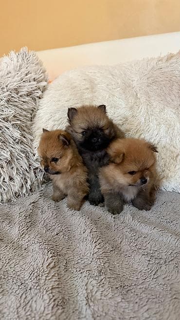 zenske broj: 🐶 Na prodaju štenci Pomeranca (Boo tip) 🐶 Na prodaju prelepi at lalafo.rs — 4 zenske broj: 🐶 Na prodaju štenci Pomeranca (Boo tip) 🐶 Na prodaju prelepi — 4