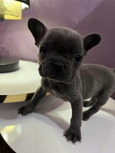 Francuski buldog – štenad - Rasa: Francuski buldog (kompaktno telo na lalafo.rs Francuski buldog – štenad - Rasa: Francuski buldog (kompaktno telo