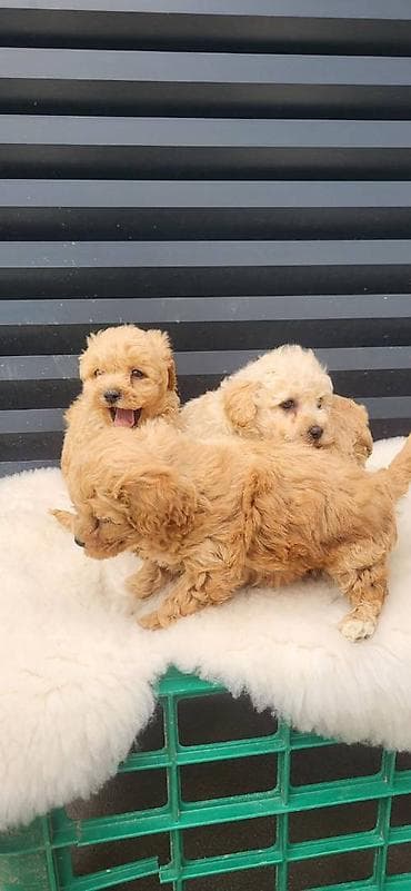 Bipoo štenci, ostao jos jedan decak. Majka kovrzavi bison, a otac at lalafo.rs — 3 Bipoo štenci, ostao jos jedan decak. Majka kovrzavi bison, a otac — 3