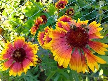 Mešani set ukrasnih cvetnica – seme za baštu punu boja - Mirabilis na lalafo.rs — 2 Mešani set ukrasnih cvetnica – seme za baštu punu boja - Mirabilis — 2