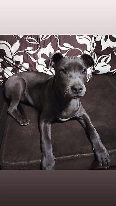 Plavi pit bull mužjak star 6 meseci na prodaju na lalafo.rs Plavi pit bull mužjak star 6 meseci na prodaju