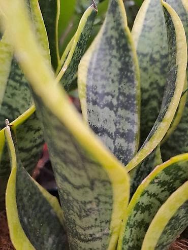 Sanseverije sa prve tri slike su 800, Orhideje sa cetvrte i pete su na lalafo.rs — 2 Sanseverije sa prve tri slike su 800, Orhideje sa cetvrte i pete su — 2