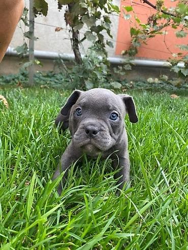 dve suknje po: Na prodaju štenci američkog bulija Na raspolaganju 6 preslatih na lalafo.rs — 5 dve suknje po: Na prodaju štenci američkog bulija Na raspolaganju 6 preslatih — 5