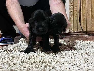 Dostupni štenci engleskog koker španijela, očišćeni od parazita i na lalafo.rs — 10 Dostupni štenci engleskog koker španijela, očišćeni od parazita i — 10