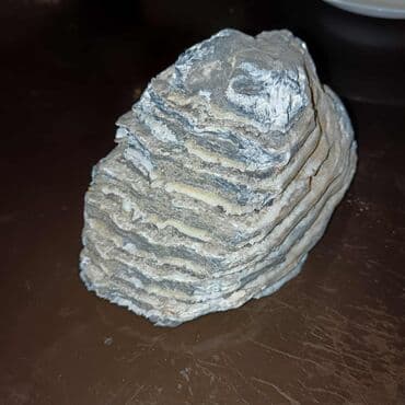 Crystals and minerals: Fosil zuba mamuta (molara) – autentičan segment sa jasno vidljivim at lalafo.rs — 2 Crystals and minerals: Fosil zuba mamuta (molara) – autentičan segment sa jasno vidljivim — 2