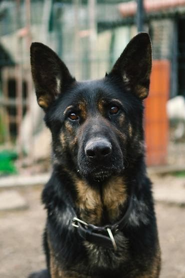 za svaki dan: ❗ IZGUBLJEN PAS – DON ❗
🙏 MOLIMO ZA POMOĆ I DELJENJE 🙏 Don je nestao i at lalafo.rs — 4 za svaki dan: ❗ IZGUBLJEN PAS – DON ❗
🙏 MOLIMO ZA POMOĆ I DELJENJE 🙏 Don je nestao i — 4