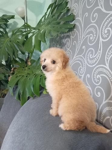 Patuljasta pudla muzjak 3meseca na lalafo.rs Patuljasta pudla muzjak 3meseca