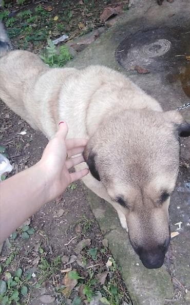 APRIL ZA POMOĆ Nestao pas oko 12h u Ponedeljak ima vec skoro pet dana at lalafo.rs — 2 APRIL ZA POMOĆ Nestao pas oko 12h u Ponedeljak ima vec skoro pet dana — 2