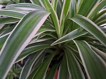 Chlorophytum sa prve slike je 100, druge 300, trece 500 dinara na lalafo.rs — 3 Chlorophytum sa prve slike je 100, druge 300, trece 500 dinara — 3