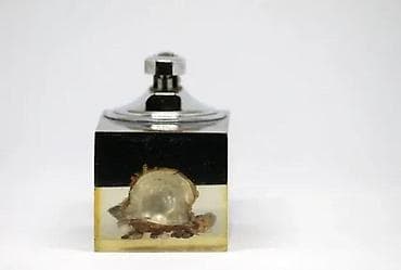 VTG stoni upaljač Penguin JAPAN 70-e prirodna školjka BISER ✨ at lalafo.rs — 7 VTG stoni upaljač Penguin JAPAN 70-e prirodna školjka BISER ✨ — 7