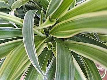 Palma Phoenix, semena, pakovanje 5 komada sa prve slike je 600 dinara na lalafo.rs — 5 Palma Phoenix, semena, pakovanje 5 komada sa prve slike je 600 dinara — 5