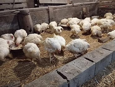 zenske broj: Tovni pilicipozovite na broj za više informacija,dostavljamo i na at lalafo.rs — 2 zenske broj: Tovni pilicipozovite na broj za više informacija,dostavljamo i na — 2