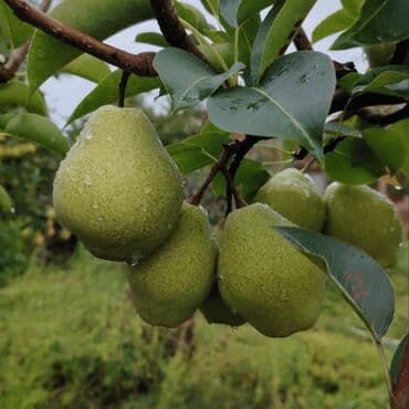 Sadnice kruške – više sorti na upit Sadnice kruške kifer ili na lalafo.rs Sadnice kruške – više sorti na upit Sadnice kruške kifer ili