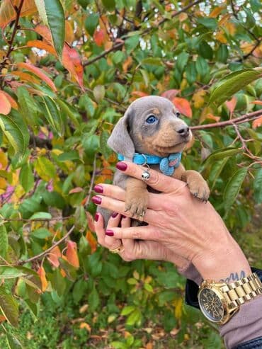 Psi: Odgajivacnica pasa "Happy Puppies" ima u ponudi prelepe stence mini na lalafo.rs Psi: Odgajivacnica pasa "Happy Puppies" ima u ponudi prelepe stence mini