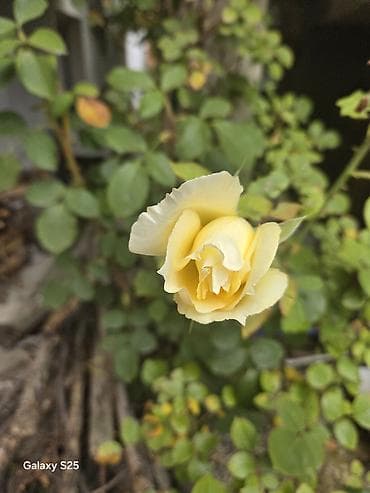 Ukrasni leptir šnala – roze - Dekorativni leptir u intenzivnoj roze na lalafo.rs — 6 Ukrasni leptir šnala – roze - Dekorativni leptir u intenzivnoj roze — 6