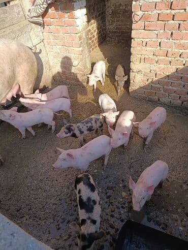 Prasadna prasad za tov ili dalji uzgoj. - Leglo više komada, bela i na lalafo.rs Prasadna prasad za tov ili dalji uzgoj. - Leglo više komada, bela i