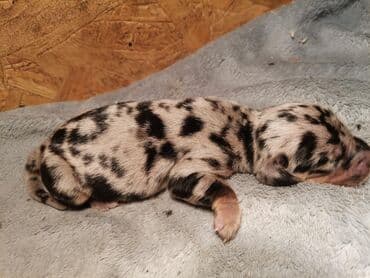 Štenci kratkodlakog jazavičara – merle - Rasa: kratkodlaki jazavičar na lalafo.rs Štenci kratkodlakog jazavičara – merle - Rasa: kratkodlaki jazavičar