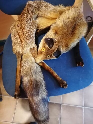 Dva komada - Dekorativni komad od prirodnog krzna lisice sa celim at lalafo.rs Dva komada - Dekorativni komad od prirodnog krzna lisice sa celim