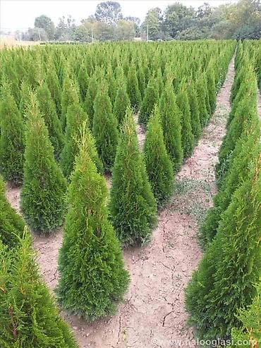 KUPUJEM Thuja occidentalis ‘Smaragd’ – živa ograda i ukrasna na lalafo.rs KUPUJEM Thuja occidentalis ‘Smaragd’ – živa ograda i ukrasna