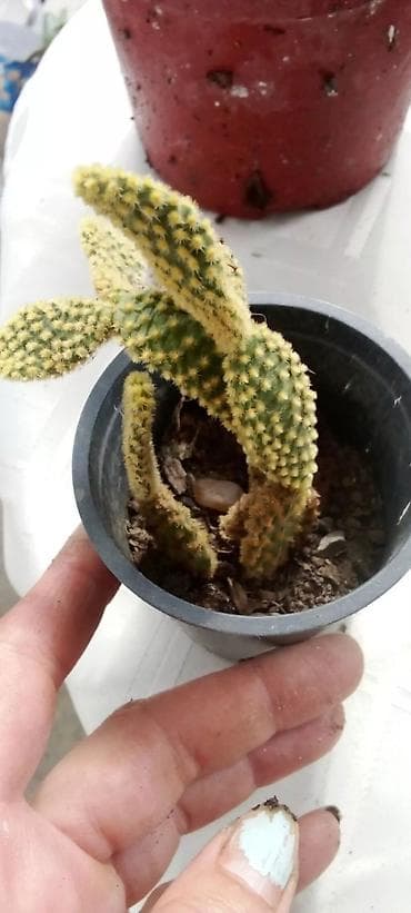 Kaktusi – više vrsta u saksiji - Opuntia microdasys (tzv. „zeka“ na lalafo.rs — 1 Kaktusi – više vrsta u saksiji - Opuntia microdasys (tzv. „zeka“ — 1