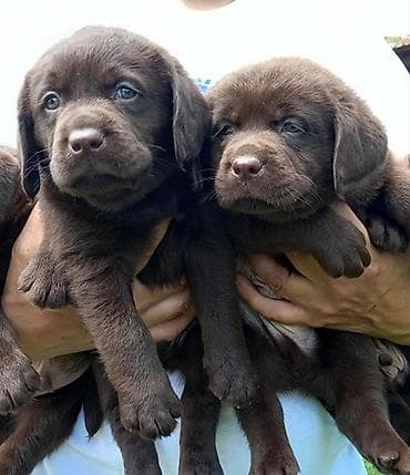Labrador Retriver štenci, čokoladni Labrador Retriver štenci u ponudi at lalafo.rs — 5 Labrador Retriver štenci, čokoladni Labrador Retriver štenci u ponudi — 5