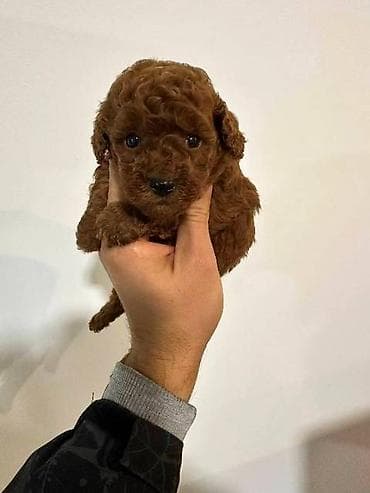 zenske broj: Toy pudle vrhunskog porekla Crvene i aprikot toy pudle vrhunskog at lalafo.rs — 3 zenske broj: Toy pudle vrhunskog porekla Crvene i aprikot toy pudle vrhunskog — 3